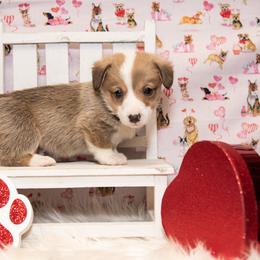 Max - Sable male Pembroke Welsh Corgi puppy in Dobson, North Carolina from Clover S Farm