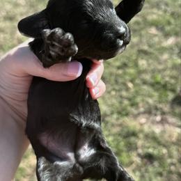 Passion - Black female Cavapoo puppy in Mount Vernon, Texas from S and J Cavapoos
