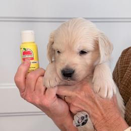 Girl 5 Yellow - Light golden female Golden Retriever puppy in Mc Minnville, Tennessee from Wishaw Whisky Golden Retrievers