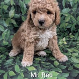 Mr Red - Apricot male Goldendoodle puppy in Lebanon, Pennsylvania from Robertson's Retrievers and Doodles