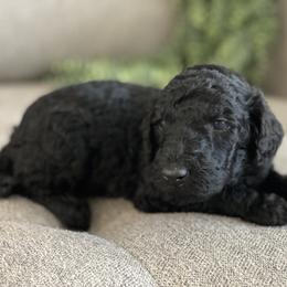 Poodle Puppies from Home of Doodles