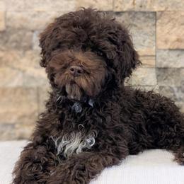 Gnocchi - Brown roan male Lagotto Romagnolo puppy in West Jordan, Utah from Salt Lake Lagotto