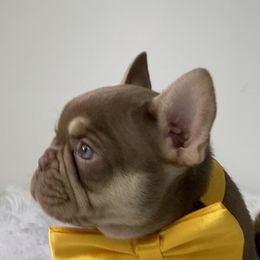French Bulldogs from Gold Standard Frenchies