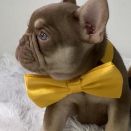 French Bulldogs from Gold Standard Frenchies