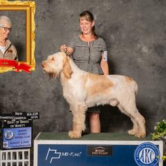 Navigator - Spinone Italiano