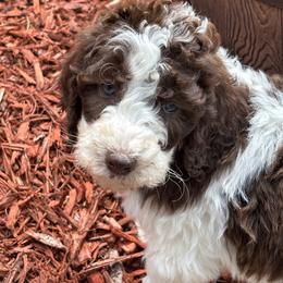 Black Collar girl - Parti female Poodle puppy in Colorado Springs, Colorado from Pikes Peak Doodles