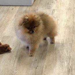 Pomeranian Puppies from Montefino Pomeranians