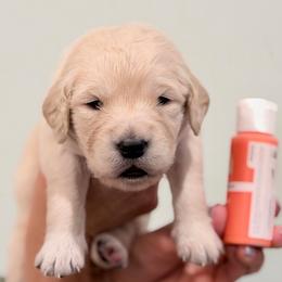 Girl 5 - Coral-Red - Light golden female Golden Retriever puppy in Mc Minnville, Tennessee from Wishaw Whisky Golden Retrievers