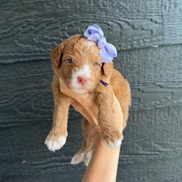 Poppi - Red  female Goldendoodle puppy in Macon County, North Carolina from Mountain Doodles