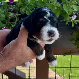 Cosmo - Tri-color male Bernedoodle puppy in Rock Hill, South Carolina from LolliPop Farms