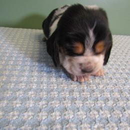 Max - Black white and brown male Basset Hound puppy in Francesville, Indiana from Sandyhill Basset Hounds