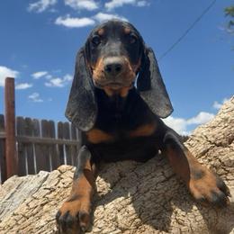 Happy Purple Girl - Black and tan female Black and Tan Coonhound puppy in Pueblo, Colorado from BT Coonhound