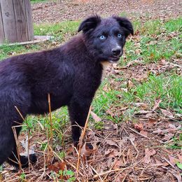 Girl 1 - Australian Shepherd puppy from Falls Australian Shepherds