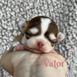 Valor - Chocolate and tan male Chihuahua puppy in Augusta, Georgia from Sophia Jade's Chi Brigade
