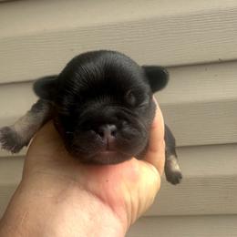 Black and Tan Boy - Black and tan male French Bulldog puppy in Tracys Landing, Maryland from A Cozy Kennel