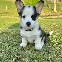 Mia - female Pembroke Welsh Corgi puppy in Olive Hill, Kentucky from Tompkins Farm