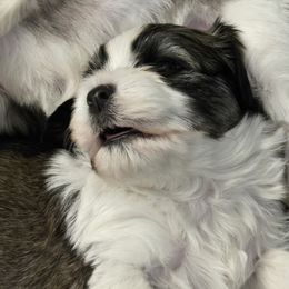 Savannah - Red female Havanese puppy in Silver Spring, Maryland from GoldDust Havanse