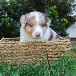 Callie - Red merle female Australian Shepherd puppy in Mocksville, North Carolina from Trailblazing Aussies