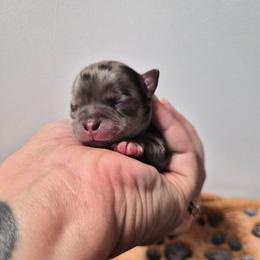 AKC Aegon - Merle male Chihuahua puppy in Silver Summit, Utah from Snow Peak Kennel