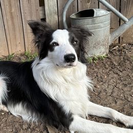 Blue - Border Collie