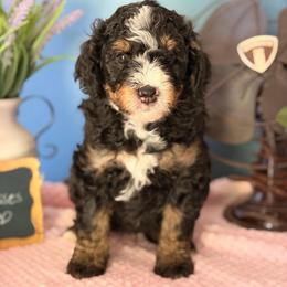 Henry - Tri-color male Bernedoodle puppy in Denver, Pennsylvania from Redcay's Mini Bernedoodles
