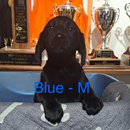 Blue Collar - Black male Labrador Retriever puppy in Delavan, Wisconsin from Diamond Flush Gun Dogs