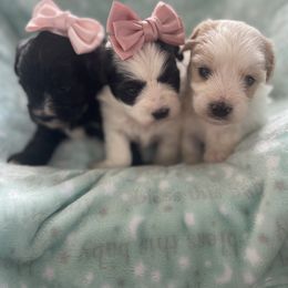 Maltipoo, Poodle, and Shichon Puppies from Family Teddy Bears