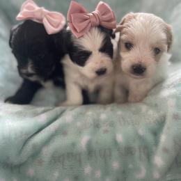 Maltipoo, Poodle, and Shichon Puppies from Family Teddy Bears