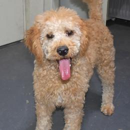 Hugo - Cream male Goldendoodle puppy in Jasper, Indiana from Hilltop Pups LLC