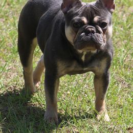 American Bulldog, French Bulldog, and Shorty Bull Puppies from Bingham's Bulldogs LLC