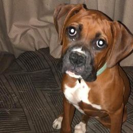 Boxers and Shih Tzus from Amy Vandernick's Boxers & Shih Tzus