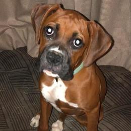 Boxers and Shih Tzus from Amy Vandernick's Boxers & Shih Tzus