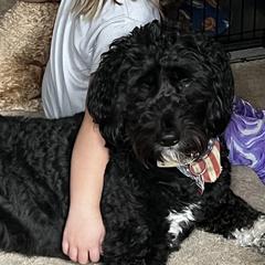 Goldendoodles from Henderson Farm and Home