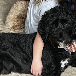 Goldendoodles from Henderson Farm and Home
