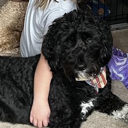 Goldendoodles from Henderson Farm and Home
