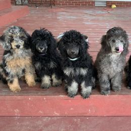 Cockapoo, Goldendoodle, and Aussiedoodle Puppies from Dare to Doodle