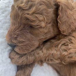 Goldendoodle Puppies from WW Doodles