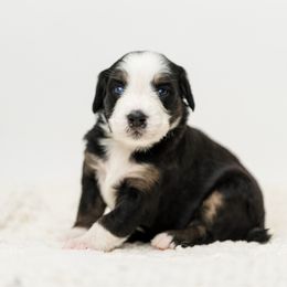 Sage - female Australian Mountain Doodle puppy in Cortez, Colorado from Sassy Pants Pups