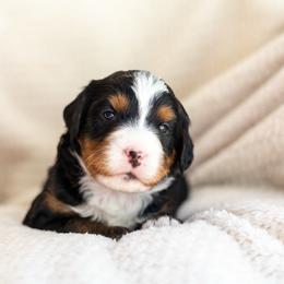 Beau - Tri-color male Bernedoodle puppy in Narvon, Pennsylvania from CBKB Bernedoodle’s