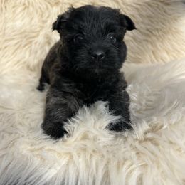 Angus - Black brindle male Cairn Terrier puppy in Pottersville, Missouri from Cairn Terriers of Heatherridge,LLC
