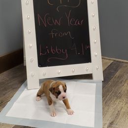 Boxer Puppies from Truax Farms