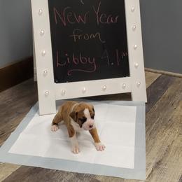 Boxer Puppies from Truax Farms