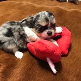Chihuahua Puppies from Chilove Chihuahuas