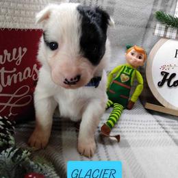 Border Collie Puppies from Stag Valley Homestead