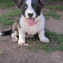 Cardigan Welsh Corgi Puppies from Star N Cardigan Corgis
