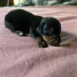 Solitaire - Black and tan male Dachshund puppy in Brave, Pennsylvania from Éirí na Gréine (the Rising Sun) cattery & Kennel