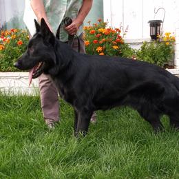 Ivan - German Shepherd
