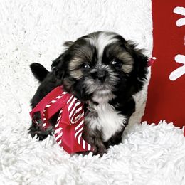 AKC Willow - Red female Shih Tzu puppy in Greenville, South Carolina from Babyface Shih Tzu