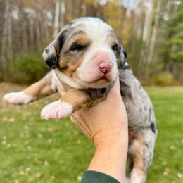 Cognac has - Blue merle male Bernedoodle puppy in Midland, Michigan from Northern Charm Farm