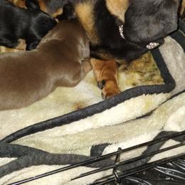 Dachshund puppies from Rose's Dachshunds